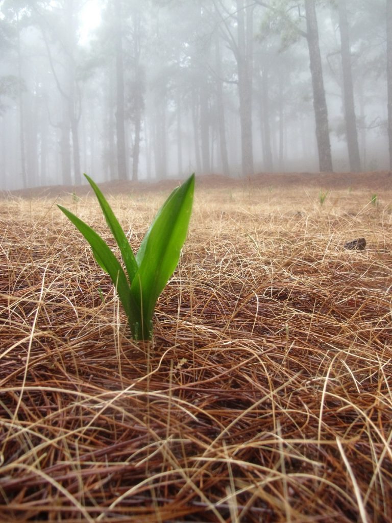 How Pine Needles Help The Garden Watters Garden Center