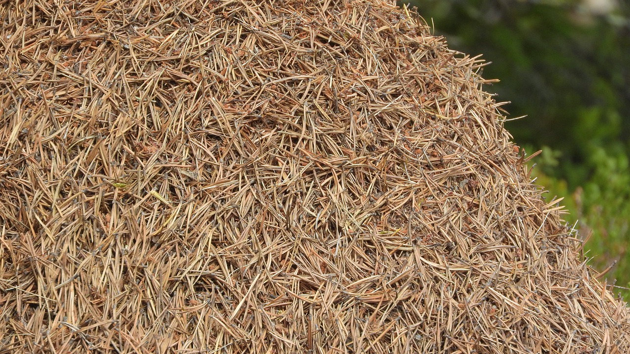 Pine straw is the name given to pine needles when they are used as top dres...