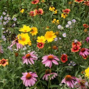 January is the Month to plant wildflowers