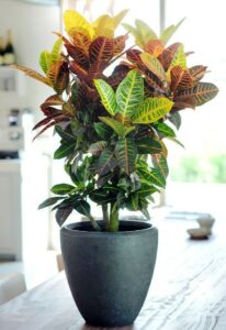 Croton houseplant in a ceramic container