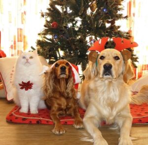 dogs and cat under Christmas tree