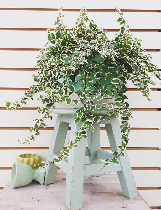 Variegated Creeping Fig in a container