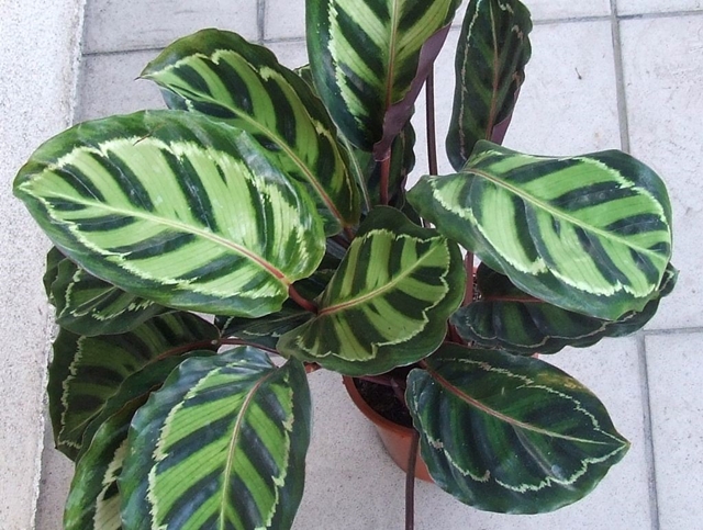 Calathea houseplant in a container