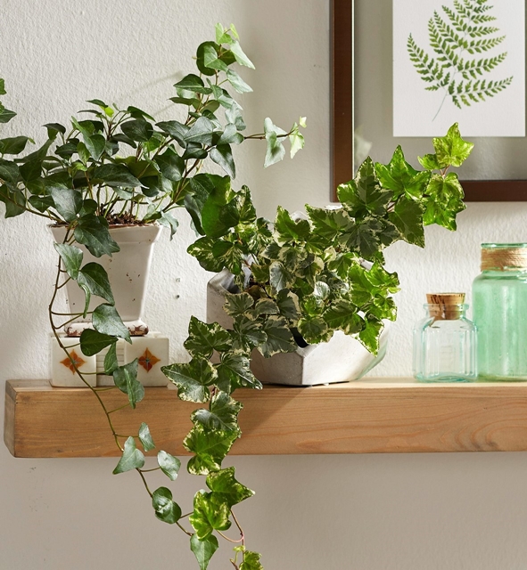 English Ivy houseplant on a shelf