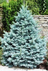 Blue Spruce tree against a wall