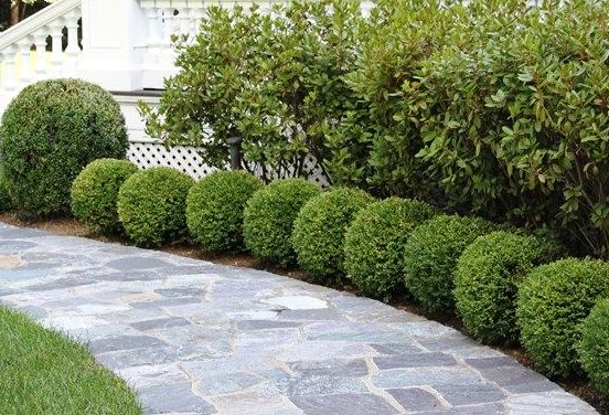 Boxwood hedge on sale