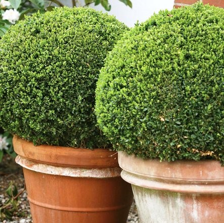 Large Boxwood plants in containers