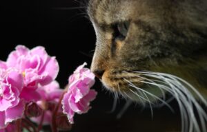 cat sniffing a plant
