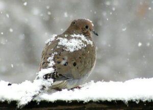dove sitting in the snow