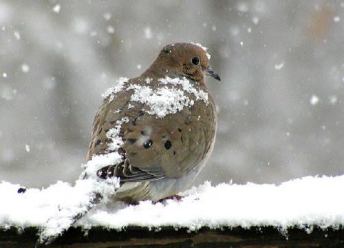 Dove in the snow