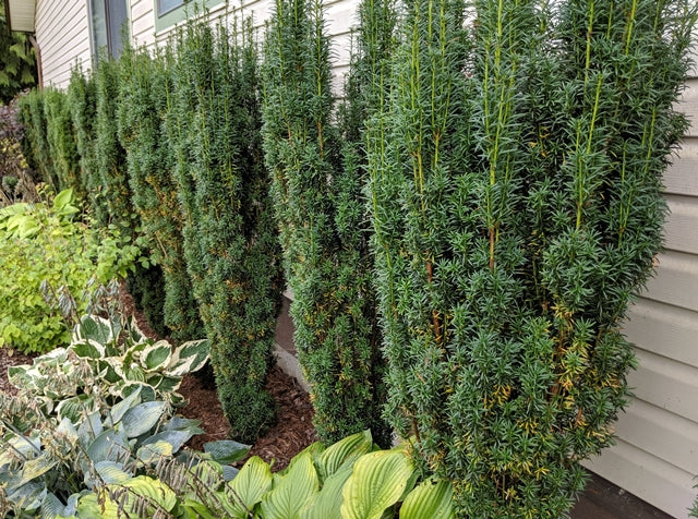 Japenese Yew growing in beds along the side of a house