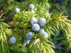 closeup of juniper tree berries