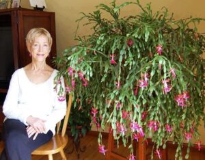 Lady with Christmas Cactus in full bloom