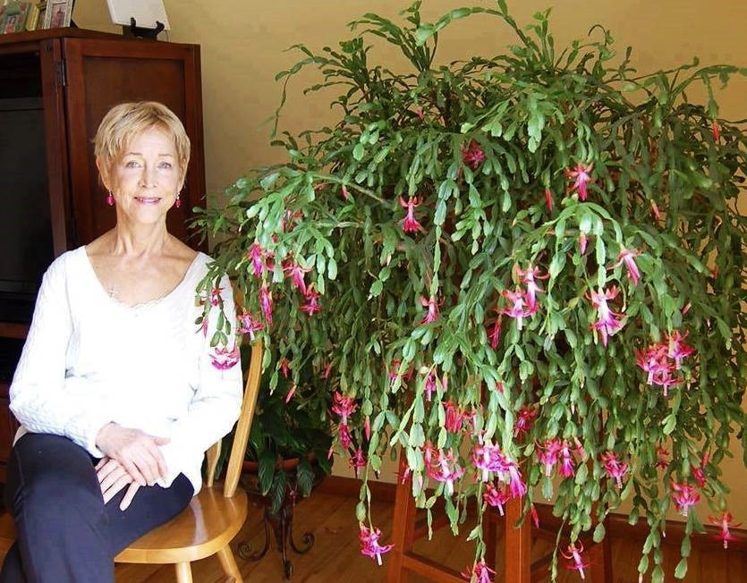 Lady with Christmas Cactus