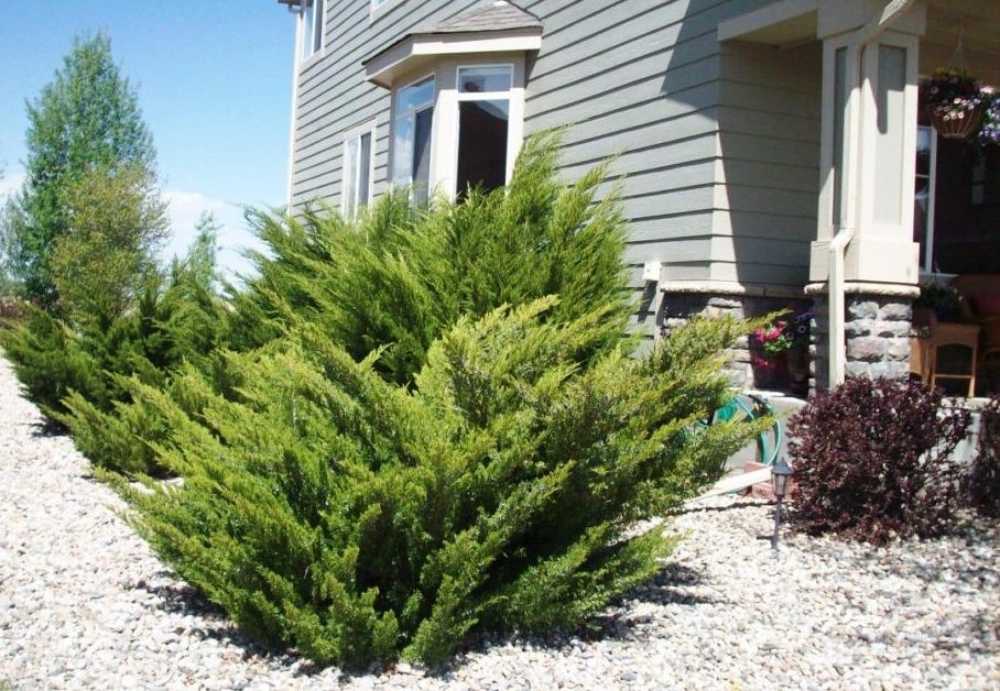 Mint Julip Juniper Shrub planted in Front of a House