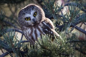 Cute Owl in a tree