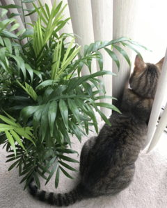 palor plam houseplant in a container beside a cat