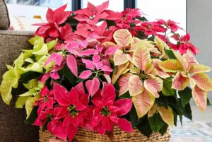 Multicolor Poinsettias indoors in a basket container