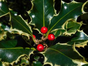 Closeup of Holly leaves and berries