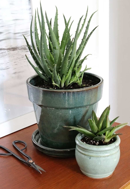 Aloe Vera plant in a green pot on the counter