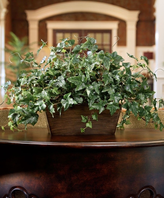 english ivy Hedera in a container sitting on a table