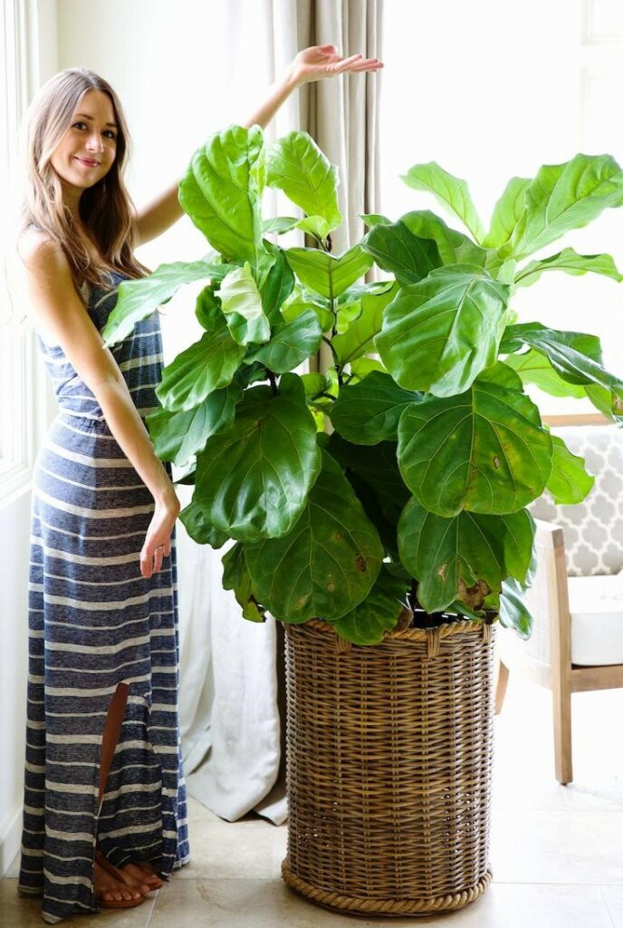 Woman beside a fiddle leaf fig Ficus lyrata plant in a container
