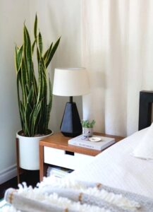 snake plant Sanseviera in a white container in the bedroom