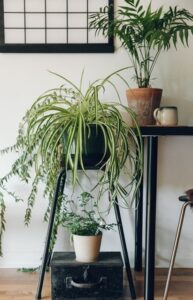 spider plant Chlorophytum in a container on a table