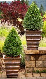 Boxwood in Containers in a rustic setting