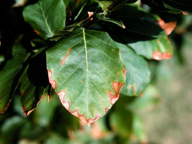 Sun scorched houseplant