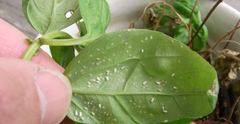 Houseplant Pests on a leaf