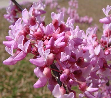 Close up of red bud in bloom