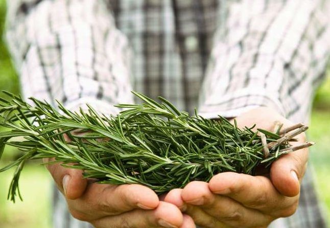 Person Holding Cut Rosemary