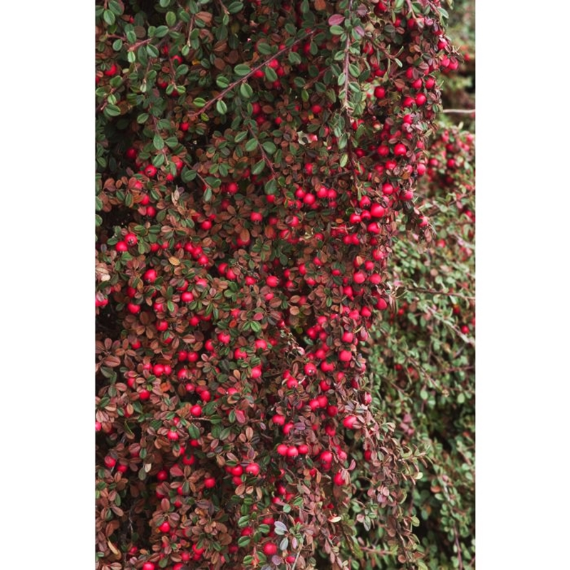 Eichholz Cotoneaster berries