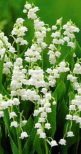 Lilly of the Valley in the landscape