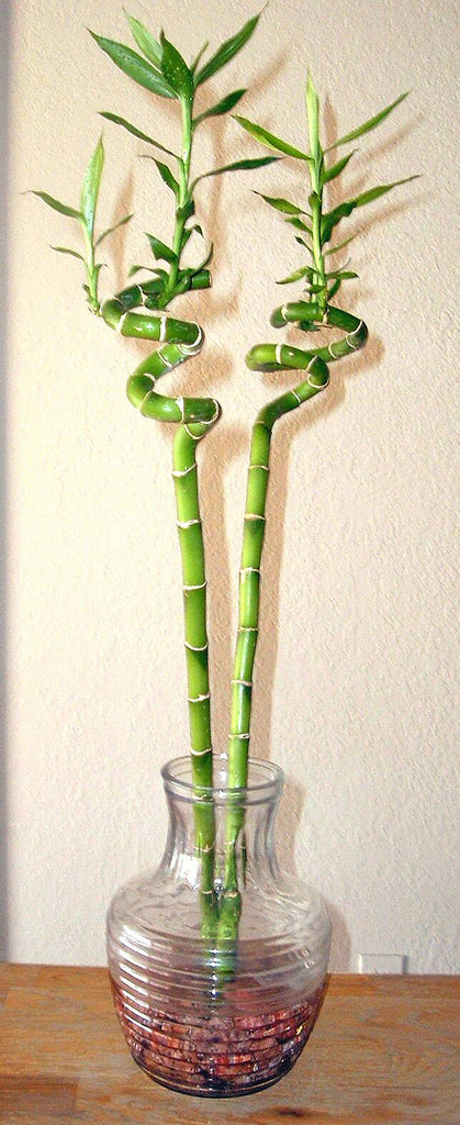 Lucky Bamboo in a glass vase