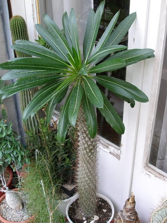 Madagascar Palm in a container in the landscape