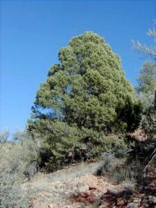 Single Leaf Pinion Pine