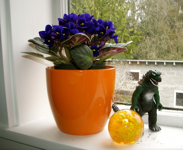 African Violet in orange container on a window sill