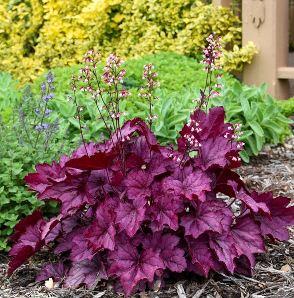 Coral Bells Heuchera planted in the landscape