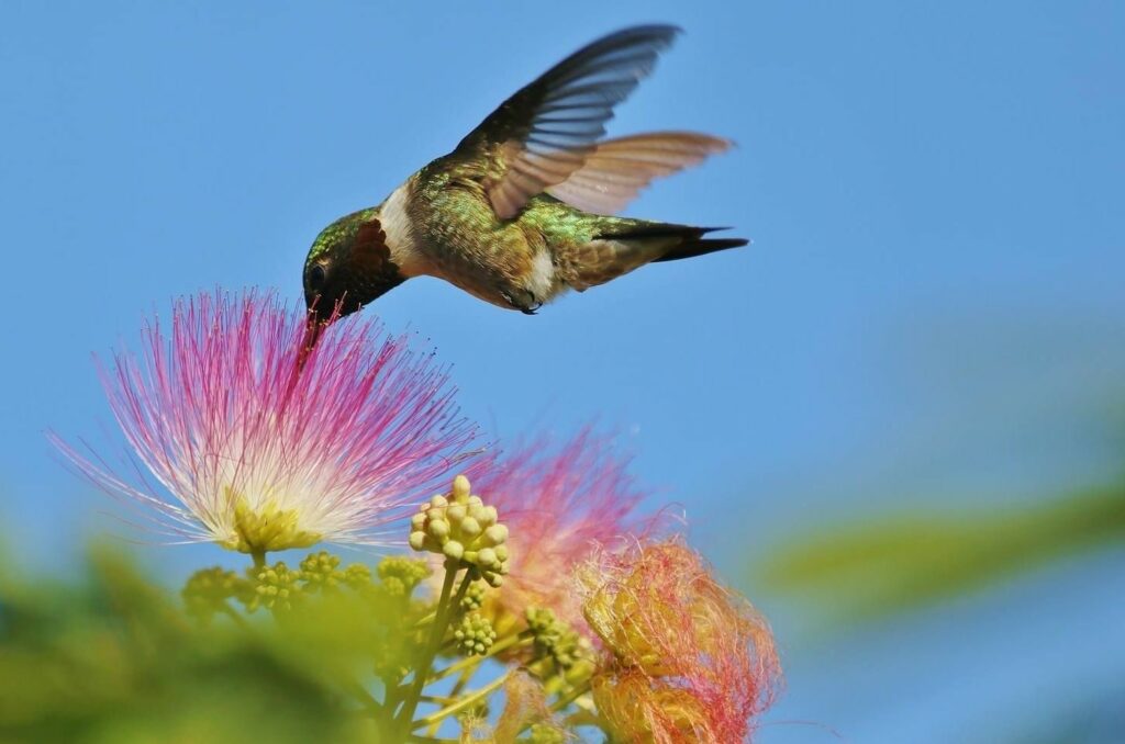 Mimosa (Albizia) with a hummingbird collecting necter 