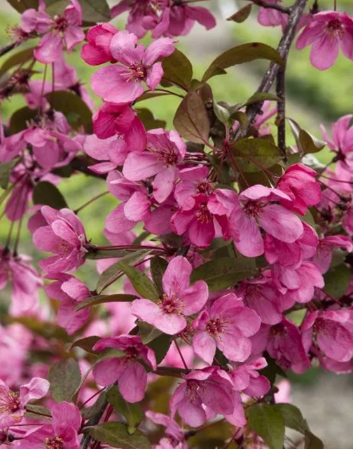 Prairefire Crabapple Malus 