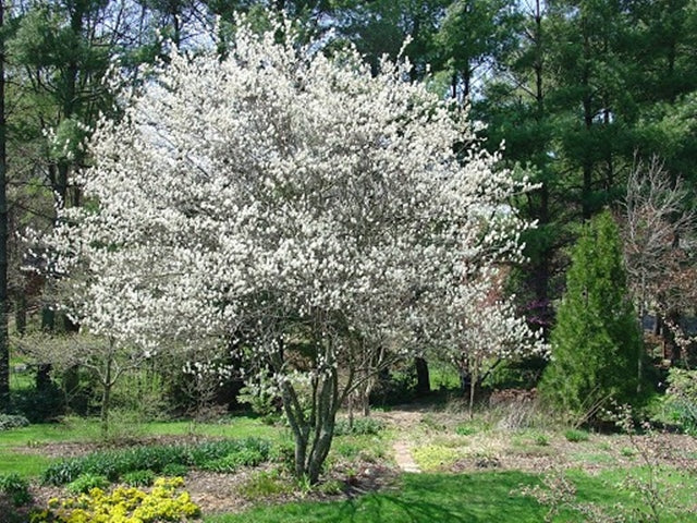 Autumn Brilliance Serviceberry
Amelanchier x grandiflora  