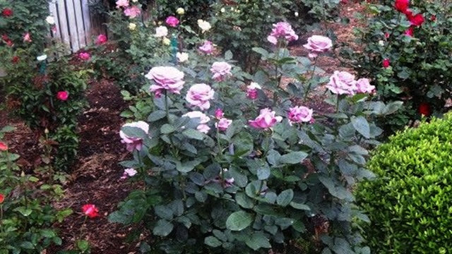 Neptune Hybrid Tea Rose