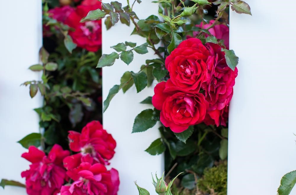 paint the town red shrub rose along a fence