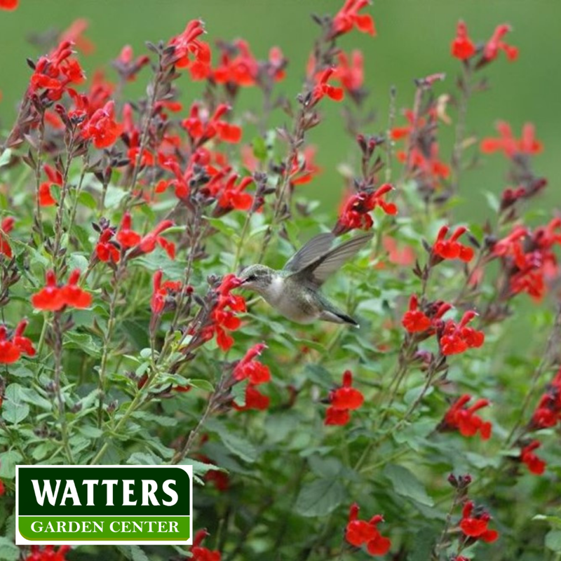 Radio Red Autumn Sage Salvia Greggi Hummingbird attractor