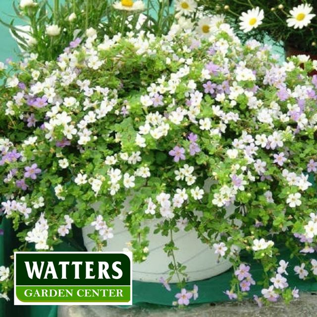 Bacopa is a favored beauty with flowing five-lobed flowers that cheerfully drape over the sides of hanging baskets and container gardens