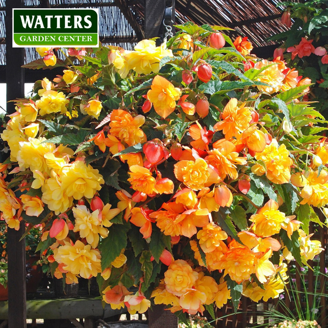 Trailing Begonias are an ideal choice for shady spots. Trailing versions have tender, draping stems with large, wing-shaped foliage with so many neon red, yellow, and purple flowers. They are pretty stunning on a deck or patio.