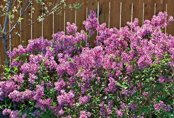 Bloomerang Lilac Syringa reblooming lilac