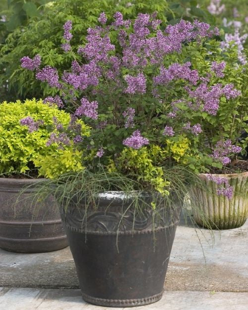 Bloomerang lilac in a container reblooming lilac Syringa